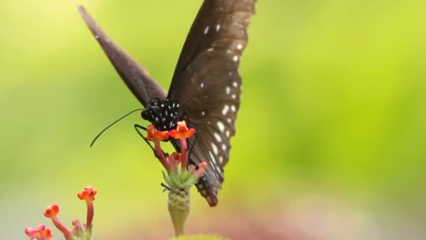 Borboleta perto — Vídeo de Stock