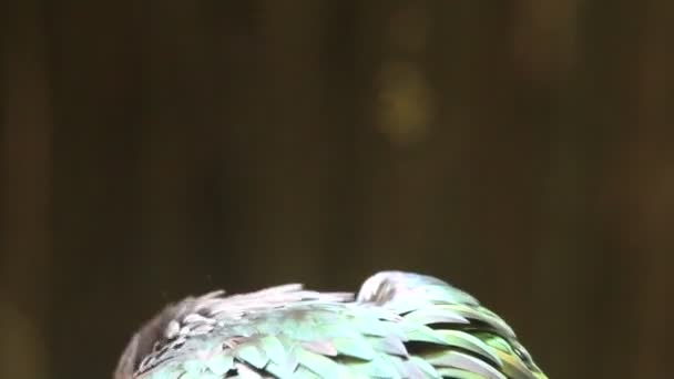 在热带鹦鹉 — 图库视频影像