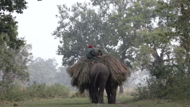 亚洲大象。尼泊尔. — 图库视频影像