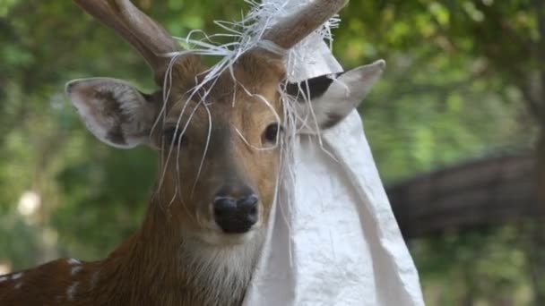 cerfs