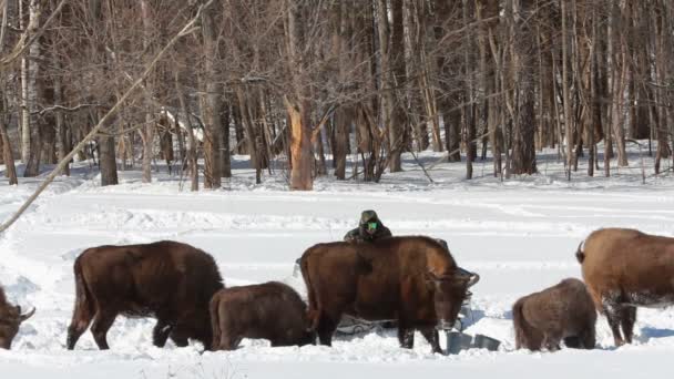 Bison in de winter — Stockvideo