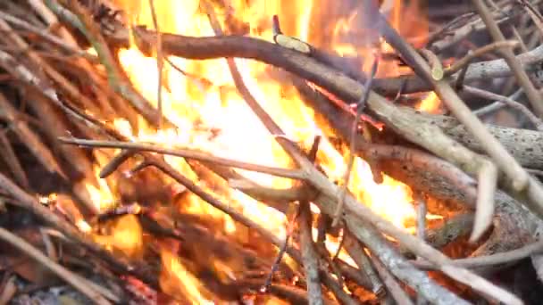 Fuego, ramas secas — Vídeo de stock
