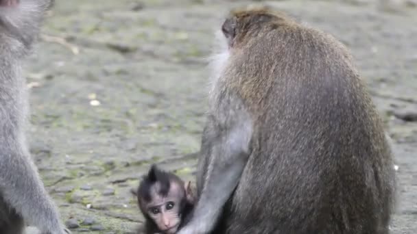 Monkey en baby — Stockvideo