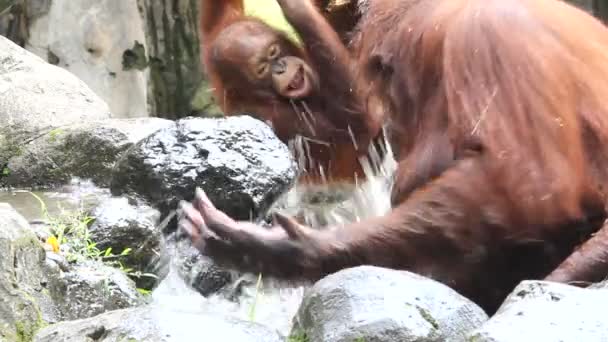 De orang-oetan — Stockvideo
