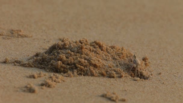 A homok a tarisznyarák — Stock videók