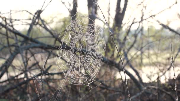 Web, hierba — Vídeos de Stock