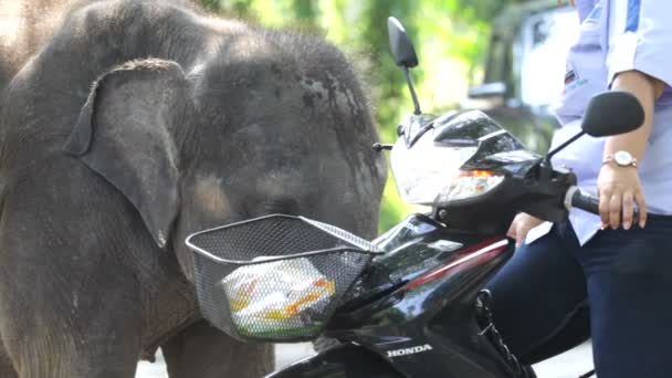 Слон в Таїланді — стокове відео