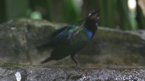 Baño de aves — Vídeo de stock