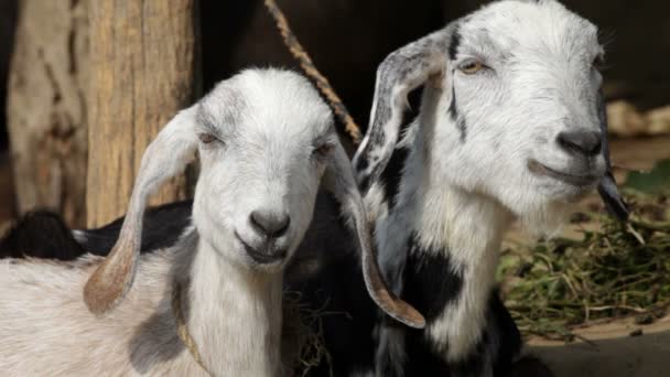 Goat, portrait. — Stock Video