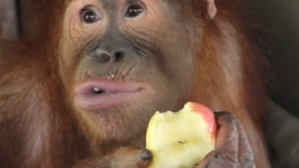 Orangután — Vídeo de stock