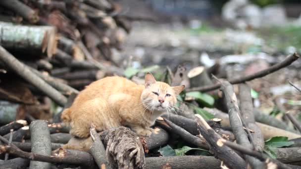 无家可归的猫 — 图库视频影像