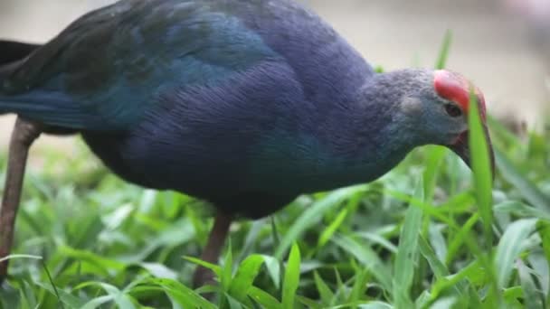 Mor swamphen — Stok video