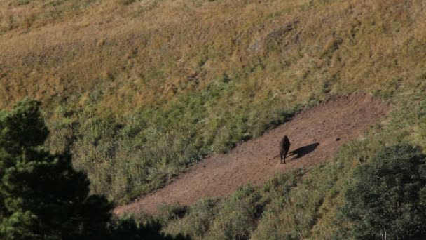 Cerf rouge. Montagnes .