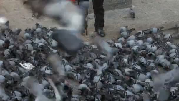 Pigeons. Nepal. — Stock Video