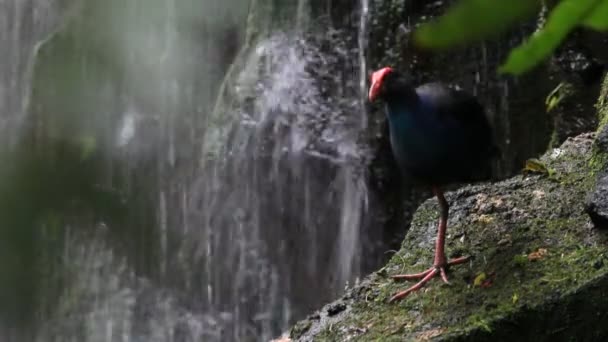 Aves, bosque tropical — Vídeo de stock