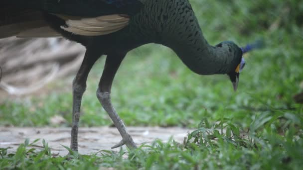 Pavo real — Vídeos de Stock