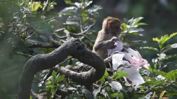 Monkeys in tree — Stock Video