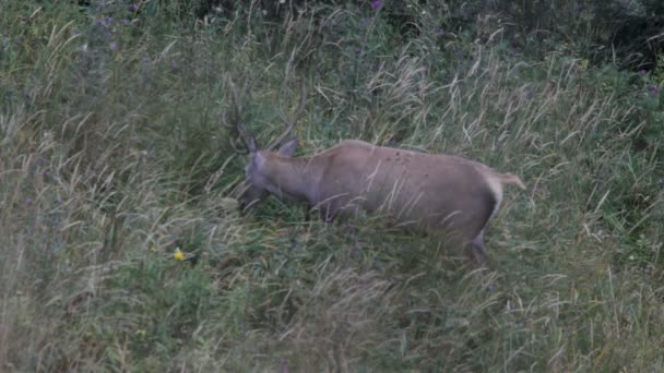 Cerf rouge. Montagnes .