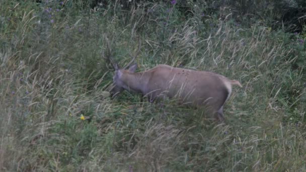 Red deer. Mountains. — Stock Video