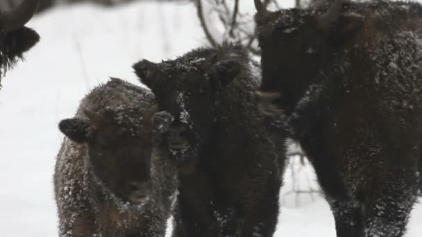 Bison en hiver — Video