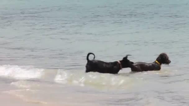Hunde spielen am Strand — Stockvideo