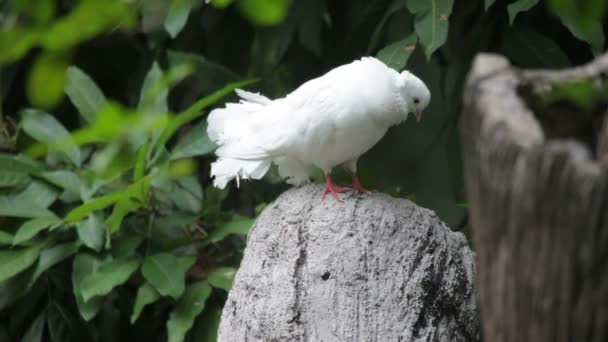 Amour et Pigeons 
