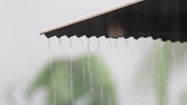 热带雨 — 图库视频影像