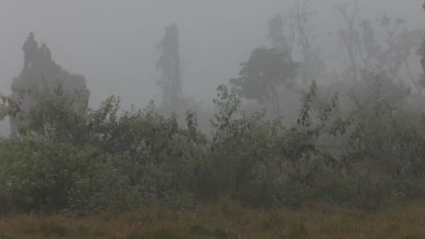 Aziatische olifant. Nepal. — Stockvideo