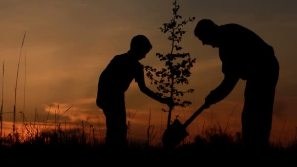 Père et fils plantant un arbre . — Video