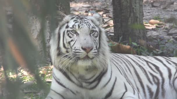 Ασιατικές άσπρη τίγρη — Αρχείο Βίντεο