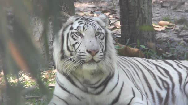 Aziatische witte tijger — Stockvideo