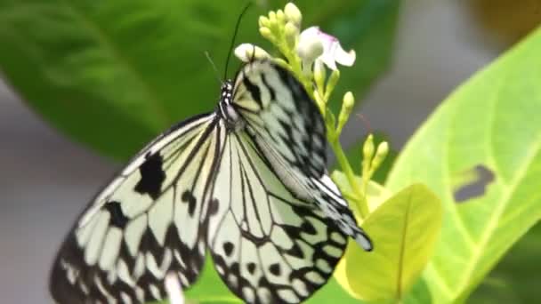 Schmetterling aus nächster Nähe — Stockvideo
