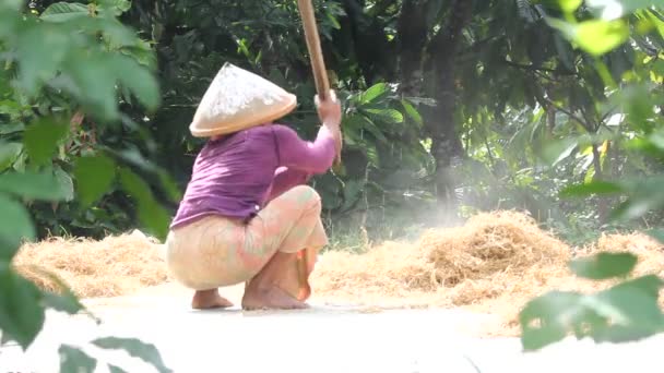 Agricultura, arroz y mano de obra — Vídeos de Stock