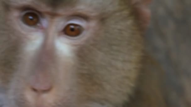 Singe