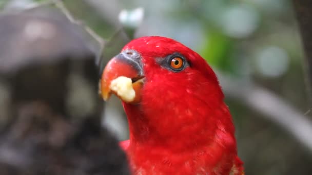 Les loriquets arc-en-ciel dans une mangeoire demandent de la nourriture 