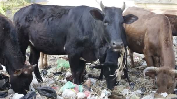 Vaca comiendo basura . — Vídeos de Stock