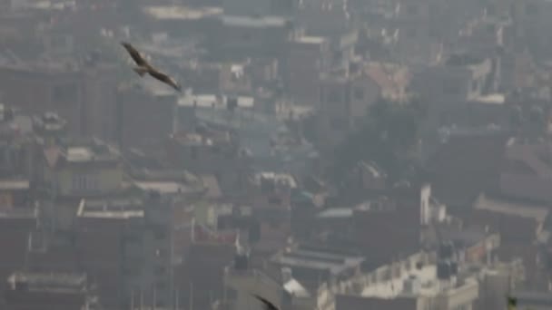 Fågel flyger över staden — Stockvideo