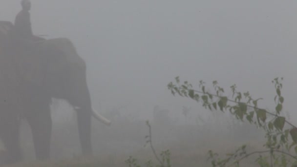 Elefante asiático. Nepal . — Vídeos de Stock