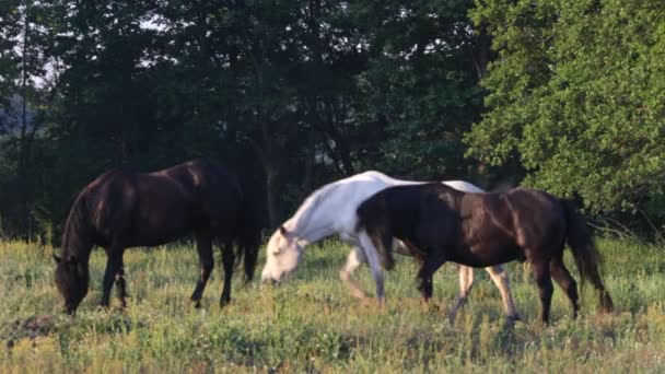 Chevaux