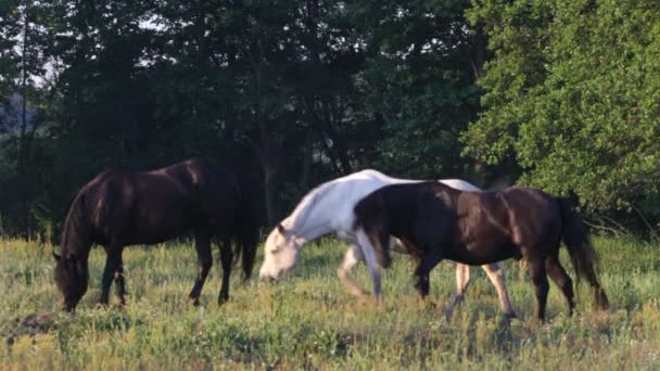 Horses — Stock Video