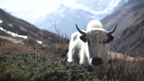 Yak tibetano — Video Stock