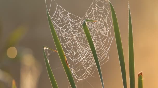 Web, herbe 
