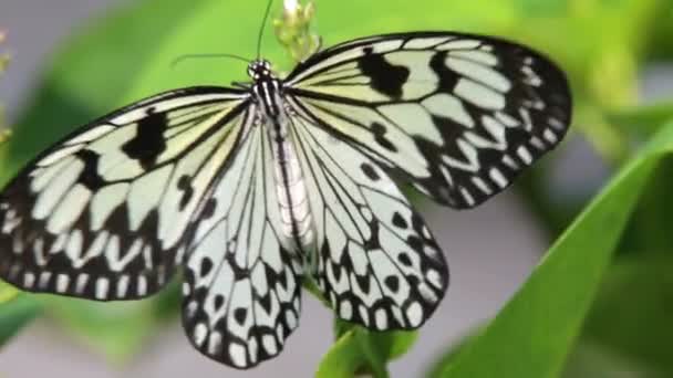 Close-up van vlinder — Stockvideo