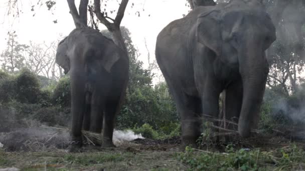 Слон — стоковое видео