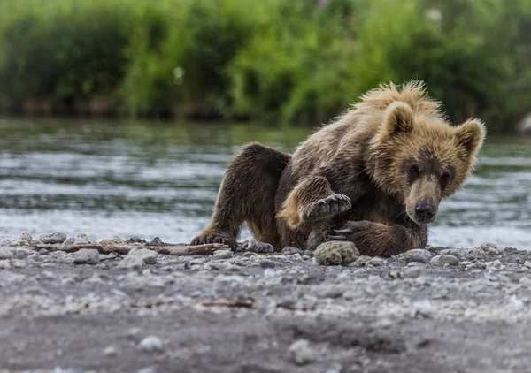 Bear cub Stock Photo