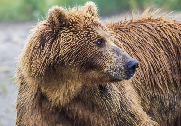 Der Braunbär fischt Stockfoto