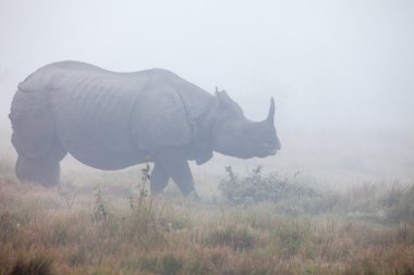 royal chitwan Milli Parkı: nepal, Hindistan tek boynuzlu gergedan