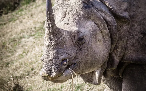 Indian one horned rhinoceros at Royal Chitwan national park in Nepal — Stock Photo, Image