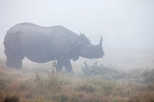 Rhinocéros à cornes indiens au parc national Royal Chitwan au Népal — Photo