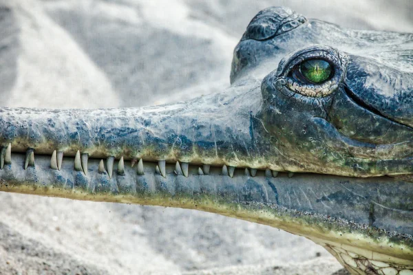 Gavial, Chitwan Nemzeti Park — Stock Fotó